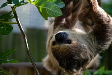 Fototapeta premium Linnaeus's Two-Toed Sloth (Choloepus didactylus), also known as the Southern Two-Toed Sloth, Unau, or Linne's Two-Toed Sloth.