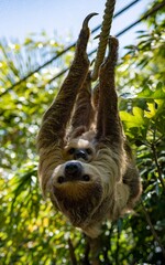 Linnaeus's Two-Toed Sloth (Choloepus didactylus), also known as the Southern Two-Toed Sloth, Unau, or Linne's Two-Toed Sloth.