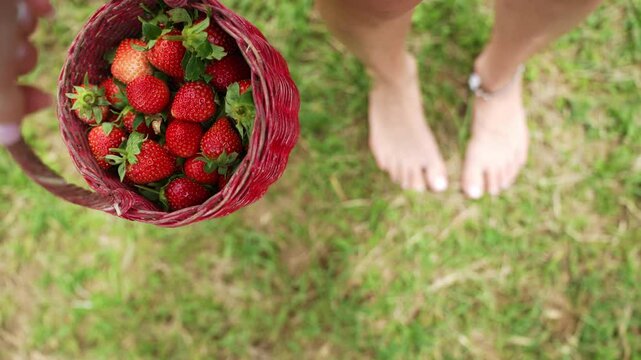 Close up red basket with strawberry on background of farm. Frash strawberry have just picked up from garden bed.