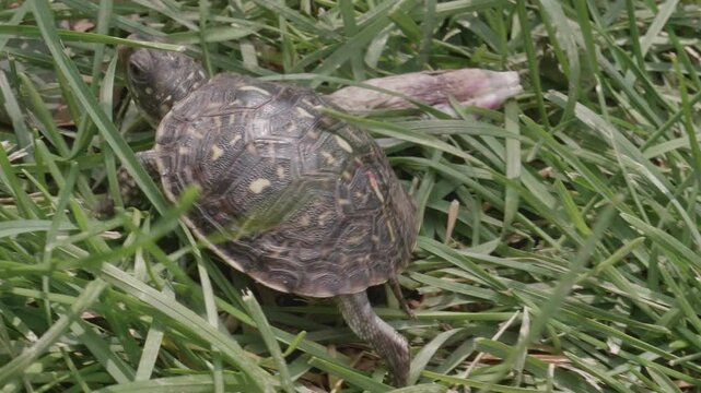 Baby Desert Box Turtle Walking