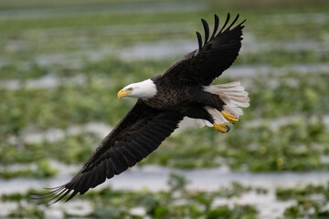 Bald Eagle soaring.