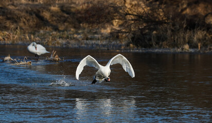 Biały łabędż lecący na dziką rzeką © kubikactive