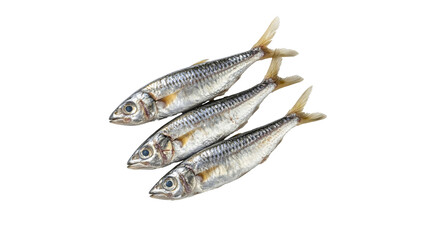 Freshly caught sardines arranged in neat rows