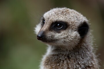 The Meerkat (Suricata suricatta) or Suricate.