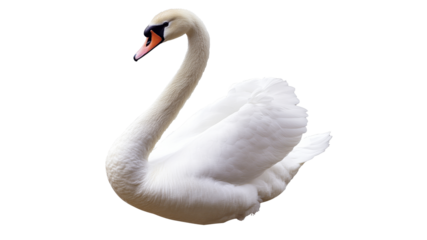 Elegant white swan gliding gracefully on water