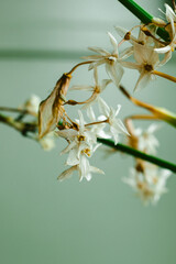 Drying Paperwhite Flowers Botany Study