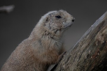 The Black-Tailed Prairie Dog (Cynomys ludovicianus).
