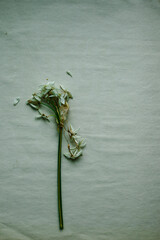 Drying Paperwhite Flowers Botany Study