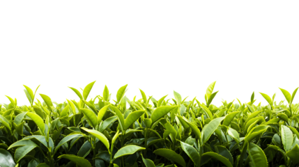 Green tea field isolated on white background