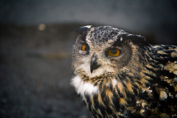 owl