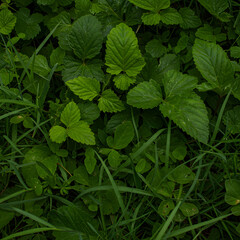 Fresh green leaves in a garden during spring