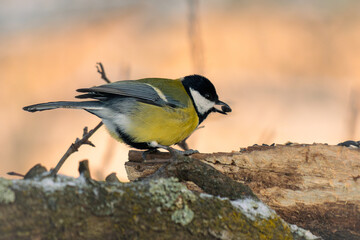 Great tit eats sunflower at the feeder