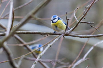 Blue tit in the forest on a branch