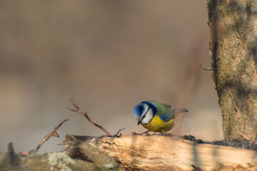 Blue tit on a bird feeder in the garden