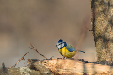 Blue tit on a bird feeder in the garden