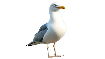 Obraz premium Seagull standing on the shore during daytime