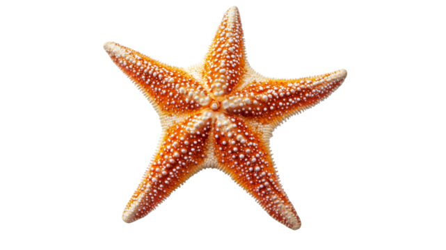 Starfish resting on a white surface in daylight