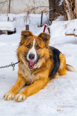 A black and red dog lies on a chain in the snow. High quality photo