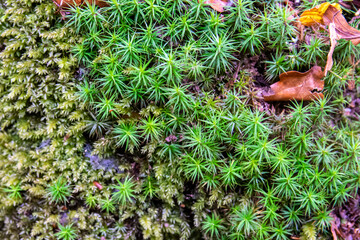 Much green moss on the stone in autumn forest.