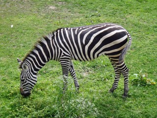 Zebra grazing: Cleveland Metroparks Zoo
