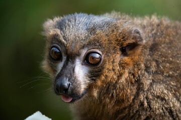 The Red-Bellied Lemur (Eulemur rubriventer).