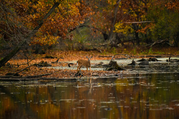 Whitetail deer at a lake surrounded by fall color with reflections.