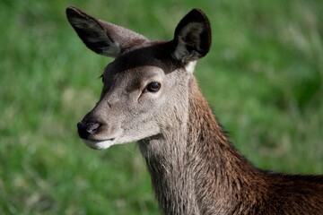 The Red Deer (Cervus elaphus).