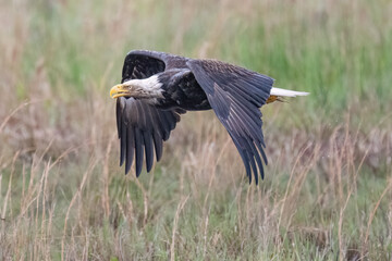 Bald Eagle takes flight after bathing. 