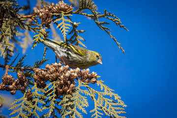 On a sunny day, a male Eurasian siskin sits on the Thuja branch and eats its seeds perpendicular to the camera lens, with a blue sky background. 