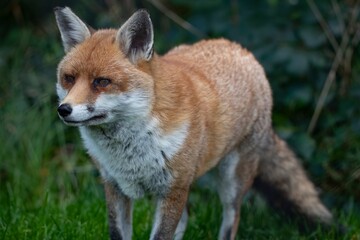 The Red Fox (Vulpes vulpes).