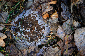 autumn leaves in the grass 