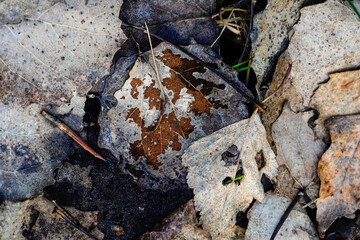 Dty leaves on the ground