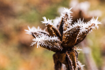 Dry seed pod covered with delicate frost spikes on blurred greenish  background during chilly winter day in frozen garden.