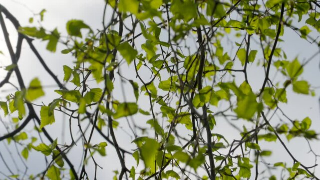Fresh birch leaves against the background of rain clouds