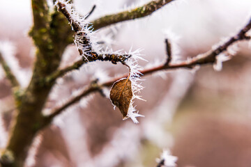 Close-up view of apple tree branch covered in frost with single dry leaf hanging in winter landscape.
