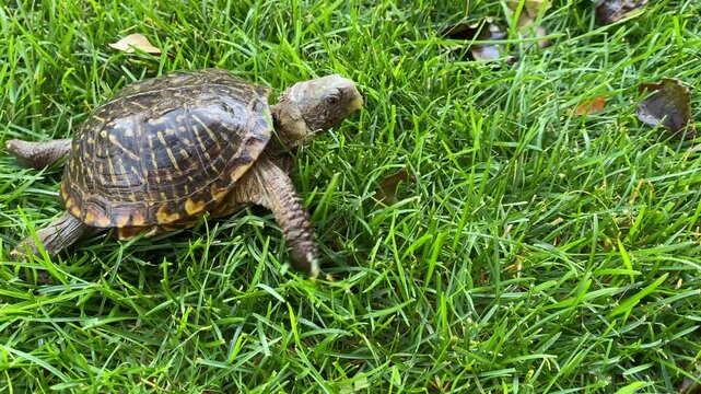 Western Box Turtle Crossing Frame