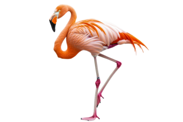 Vibrant flamingo standing gracefully on one leg