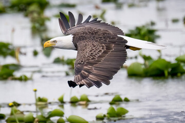 Bald Eagle flying low in pursuit of prey. 