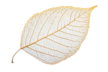 Delicate golden leaf with intricate vein patterns