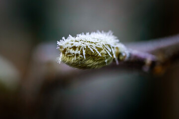 close up of a flower