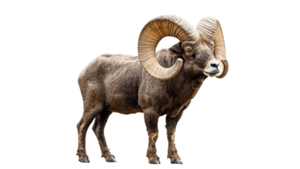 Majestic bighorn sheep standing proudly in nature
