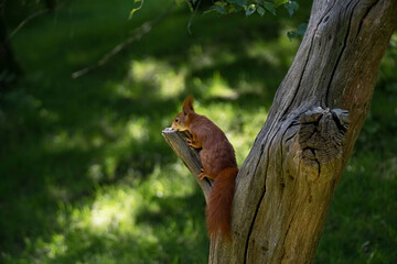 The Red Squirrel or Eurasian Red Squirrel (Sciurus vulgaris).