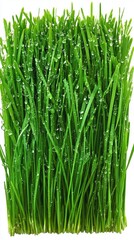 Obraz premium Lush green grass blades are covered in dew drops, shining brightly under the morning sun