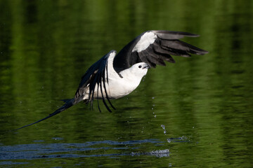Swallowtail Kite after consuming water before traveling to hunt. 