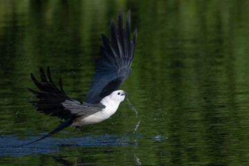 Swallowtail Kite purging after drinking. 