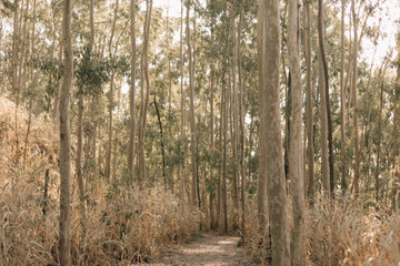 dry trees with sunlight between them. Eucalyptus trees