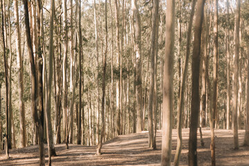 dry trees with sunlight between them. Eucalyptus trees