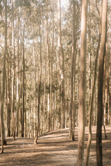 dry trees with sunlight between them. Eucalyptus trees