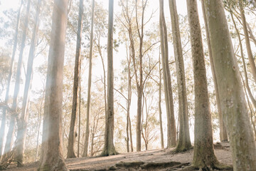 dry trees with sunlight between them. Eucalyptus trees