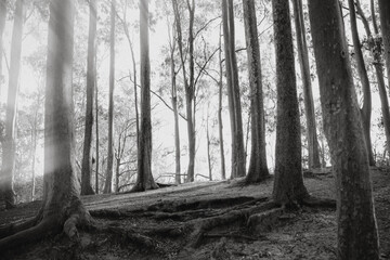 dry trees with sunlight between them. Eucalyptus trees